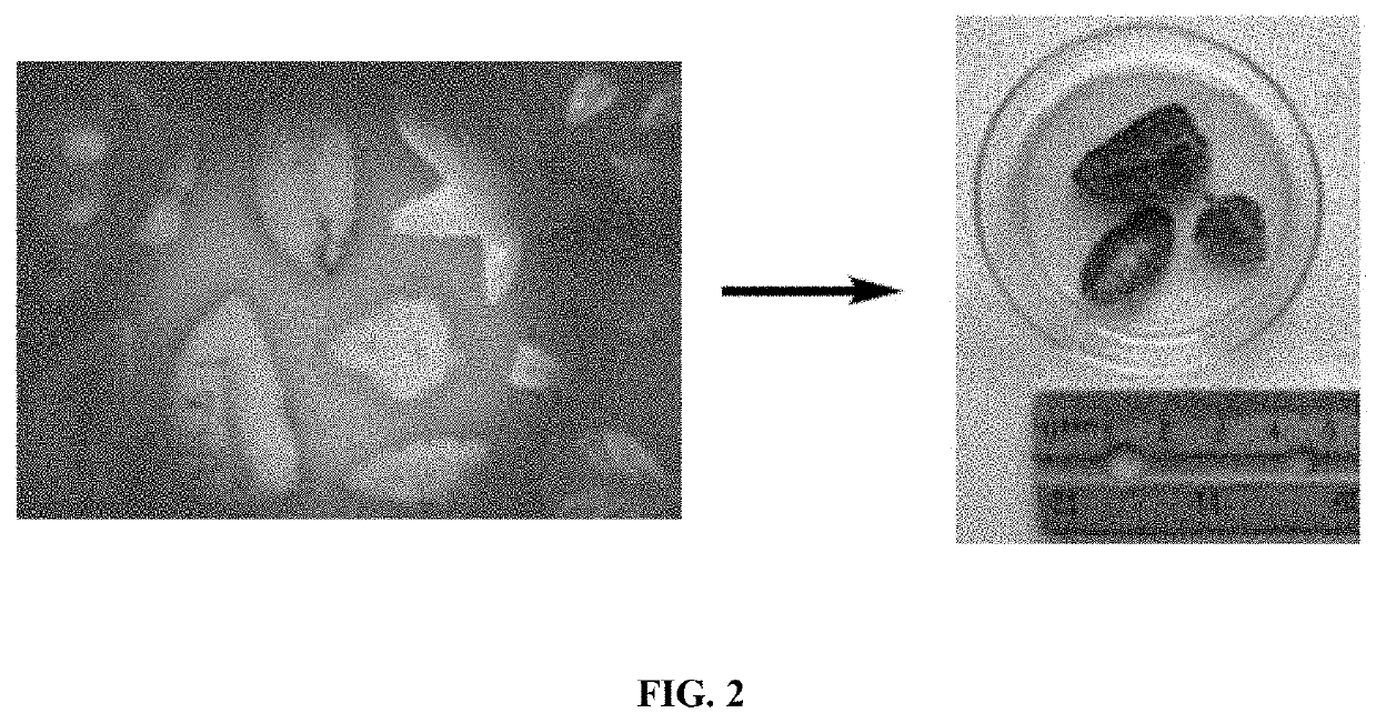 Compositions And Methods For Infrared-Light-Controlled Ruthenium-Catalyzed Olefin Metathesis