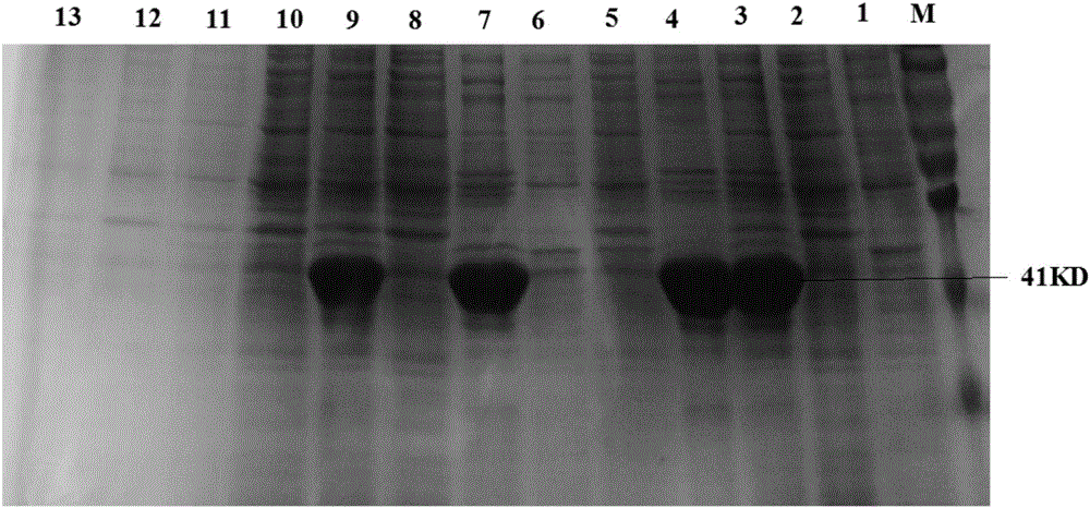 Recombinant alpha protein for inhibiting clostridium perfringens infection and preparation method and application thereof