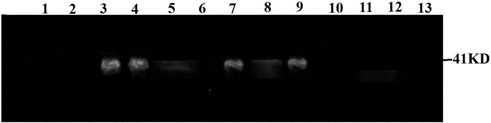 Recombinant alpha protein for inhibiting clostridium perfringens infection and preparation method and application thereof