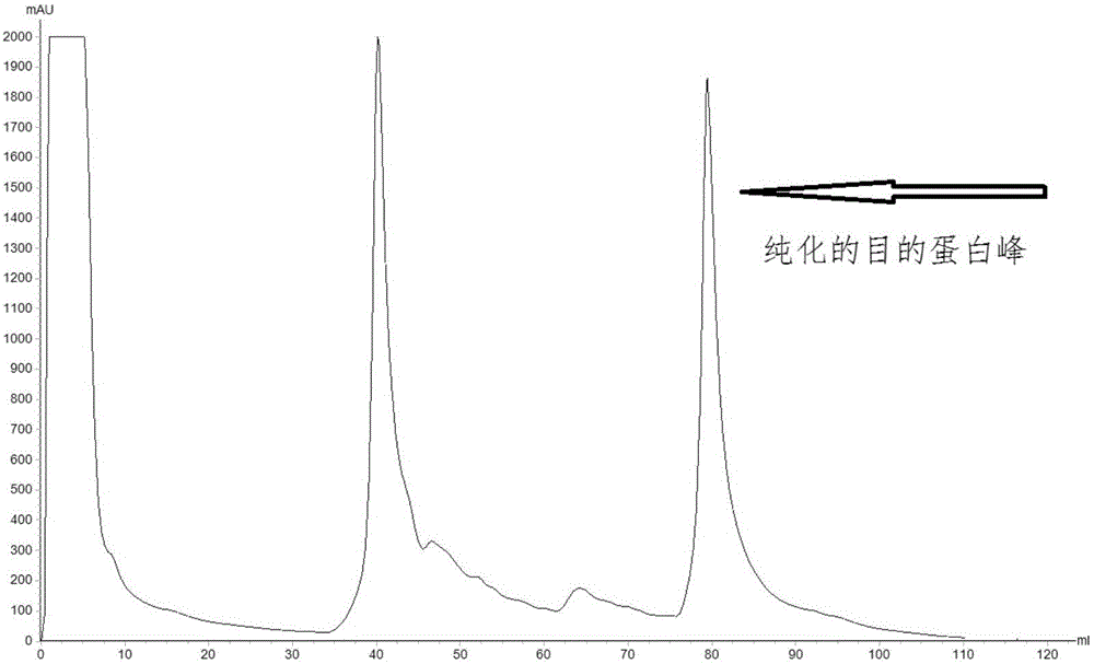 Recombinant alpha protein for inhibiting clostridium perfringens infection and preparation method and application thereof