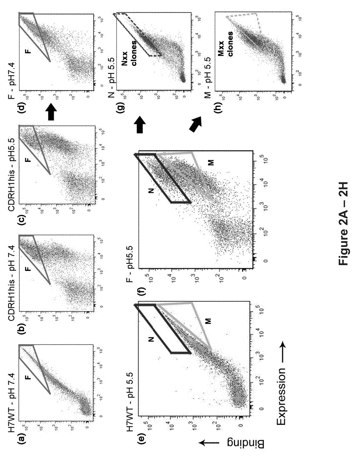 ph dependent antibodies targeting the transferrin receptor