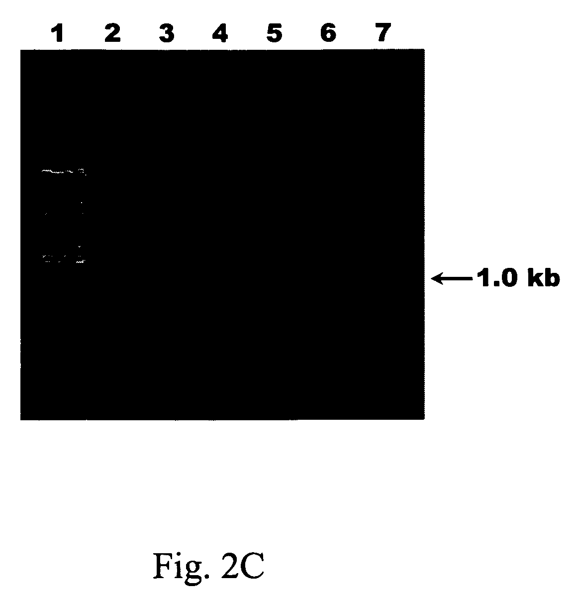 Species-specific probes for identification of target virus and identification method using said probes