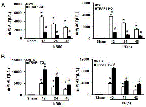 Application of TNF receptor-related factor 1 (tarf1) and its inhibitors in liver ischemic diseases