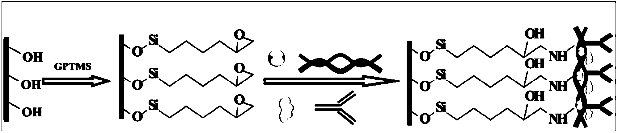 Unmarked chemiluminescent immunosensor and immunoassay method thereof