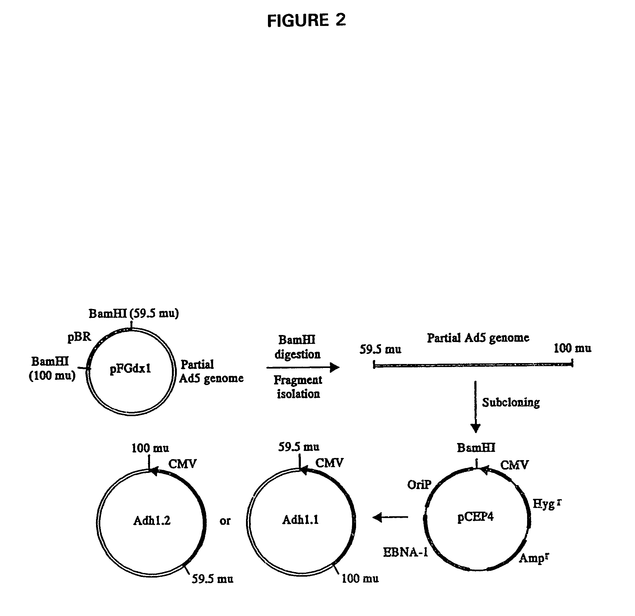 Adenovirus supervector system