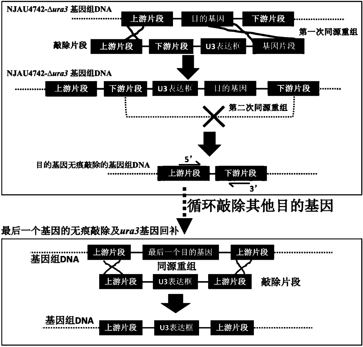 Traceless gene editing method for trichoderma fungi