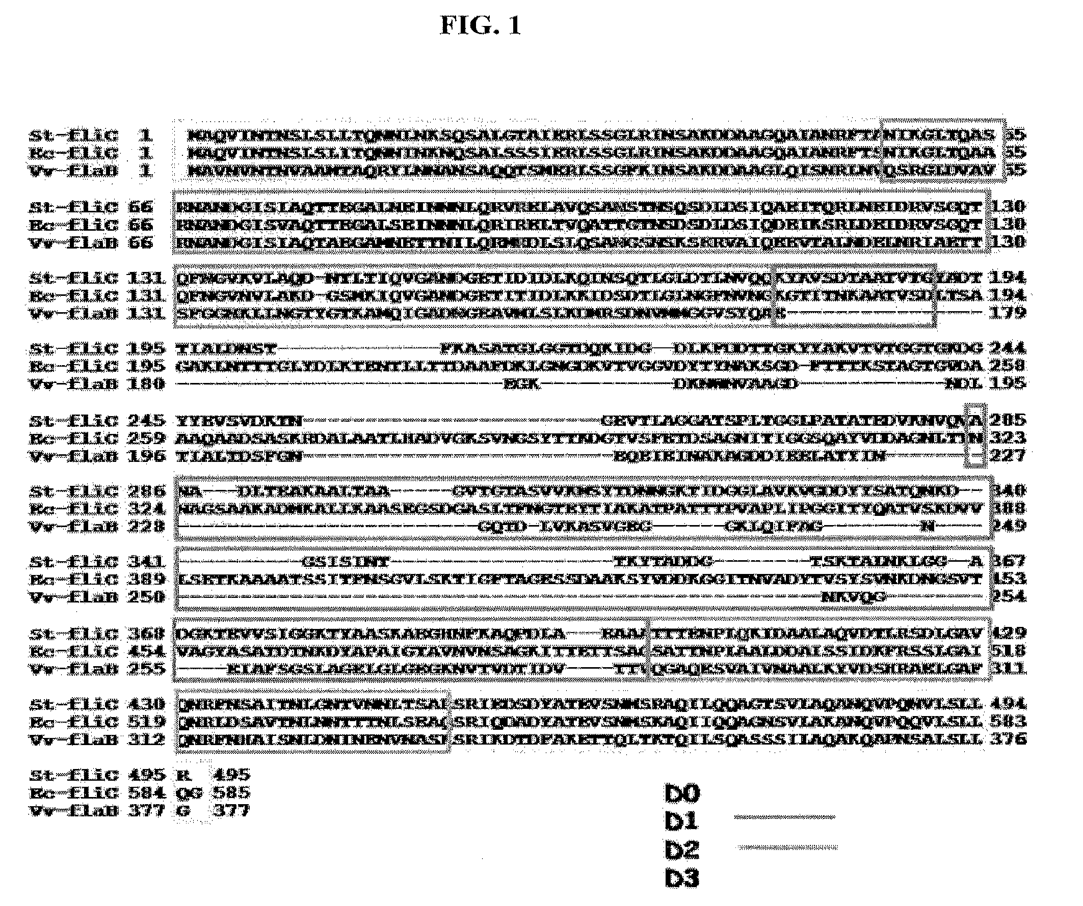 Modified flagellin improved toll-like receptor 5 stimulating activity