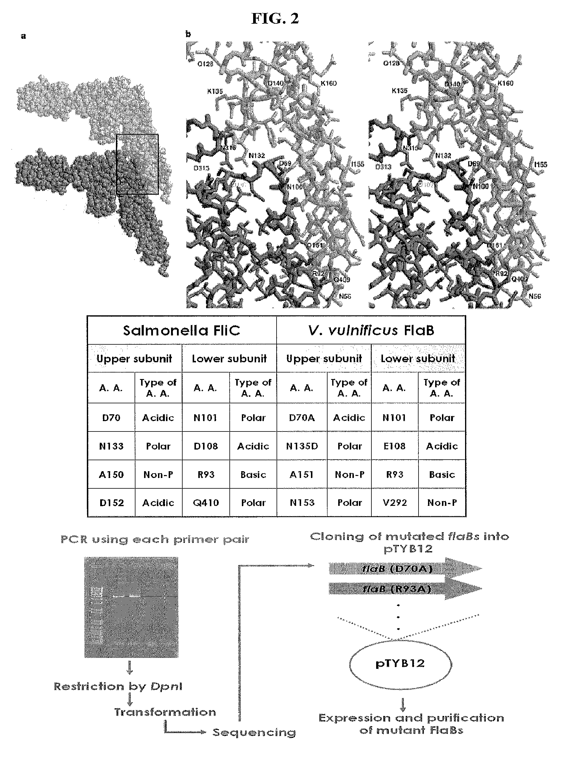 Modified flagellin improved toll-like receptor 5 stimulating activity