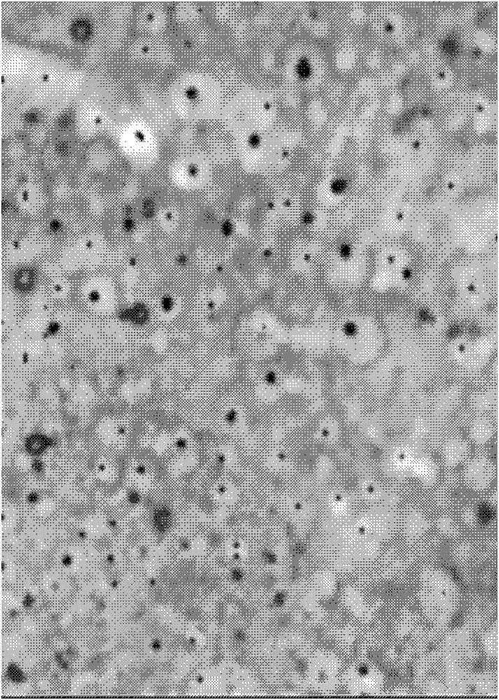 Lachnum sp., extracellular polysaccharide thereof and application of extracellular polysaccharide in lipid-lowering liver-favoring medicaments