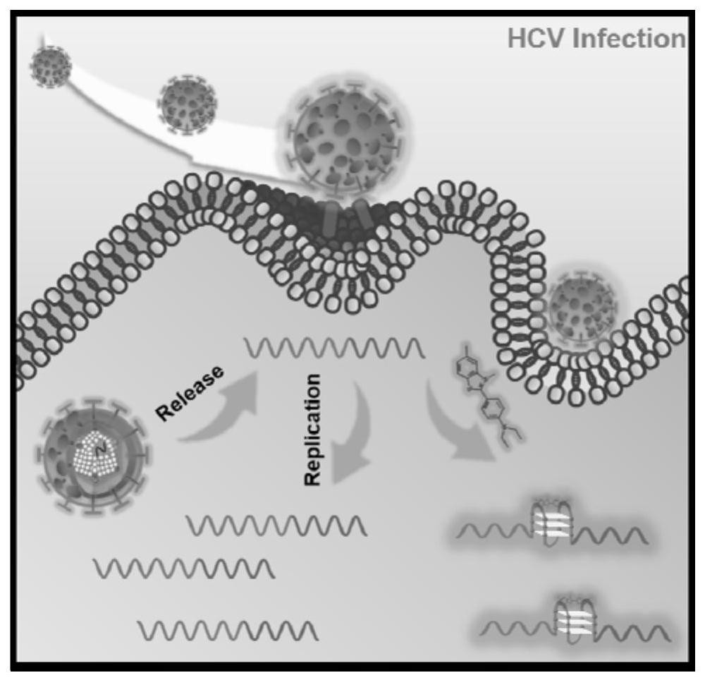 G-quadruplex fluorescent dye and method based on highly conserved region G-quadruplex structure of HCV genome