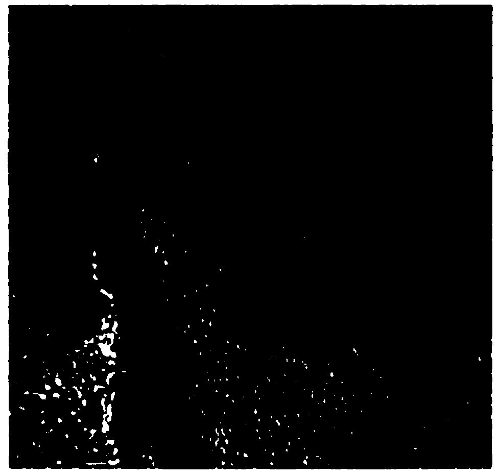 SO2 toxicity-resistant fuel cell oxygen-reduction nobel metal catalyst and preparation method and application thereof