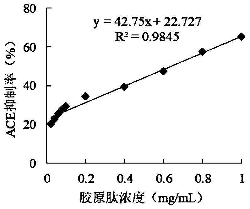 Filefish skin collagen peptide having ACE restraining activity and preparation method of filefish skin collagen peptide