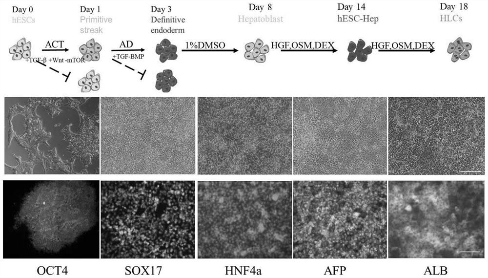 Induced differentiation method for efficiently shaping entoderm cells