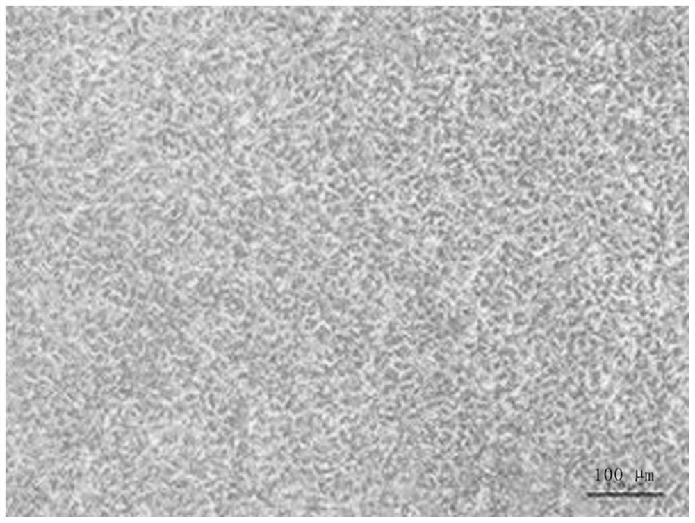 Induced differentiation method for efficiently shaping entoderm cells