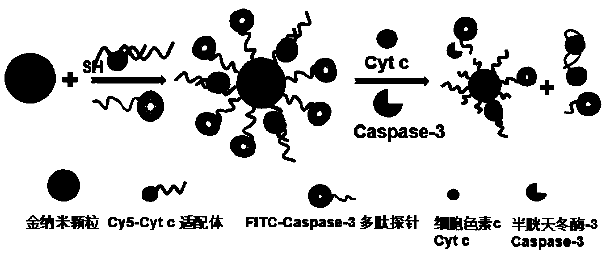 A dual-color detection and imaging probe of apoptosis and its application