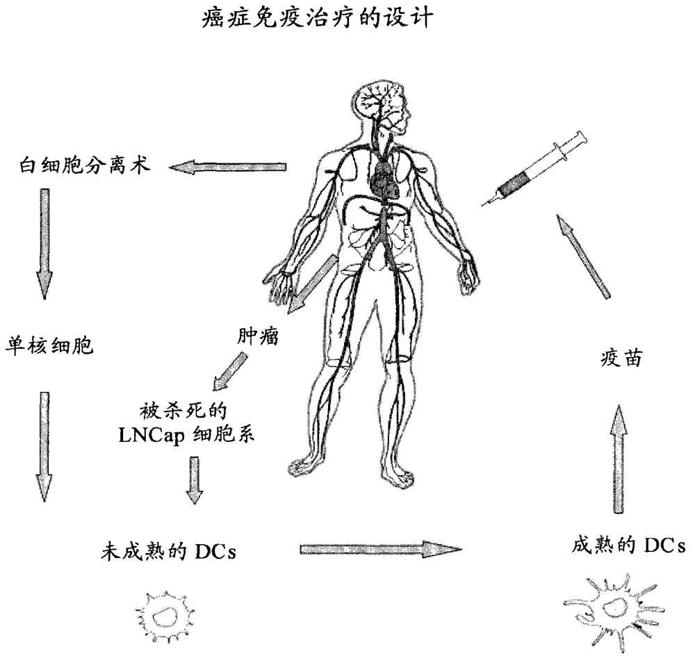 Means and methods for active cellular immunotherapy of cancer by using tumor cells killed by high hydrostatic pressure