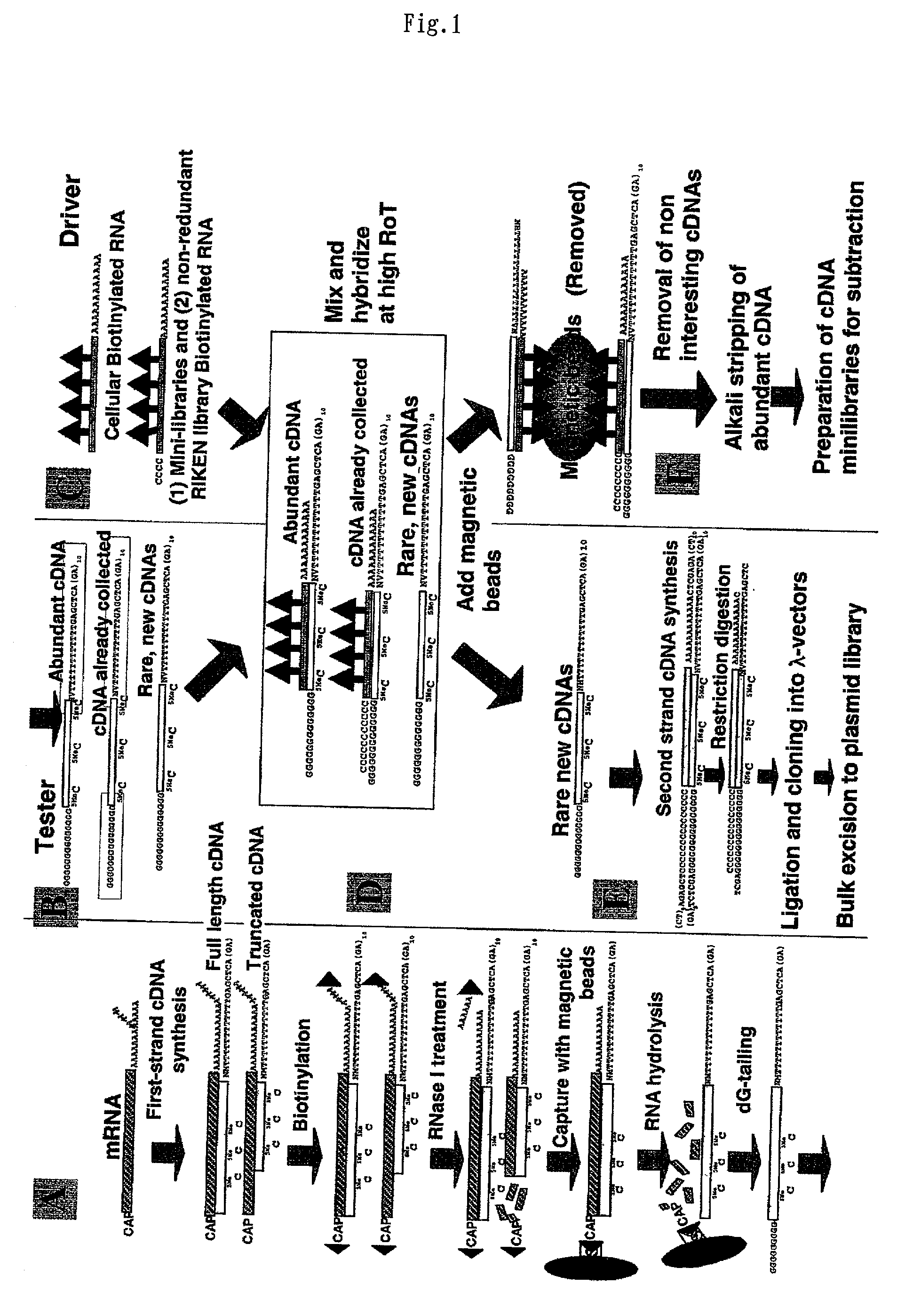 Method of preparing normalized and/or subtracted cDNA