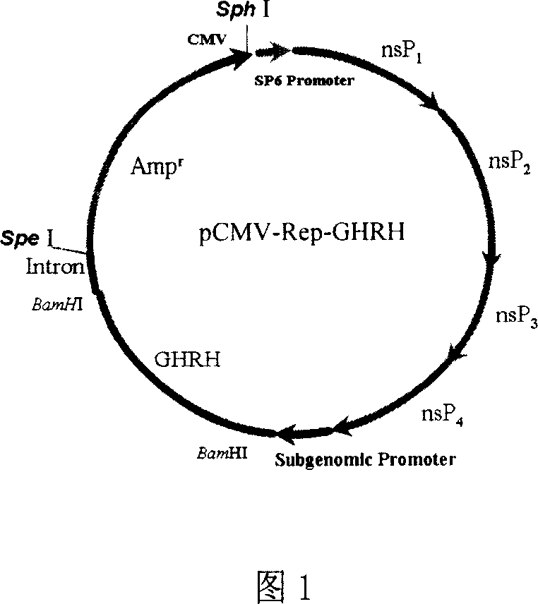 Medicine for promoting pigling growth and improving pigling immunity and preparing method thereof