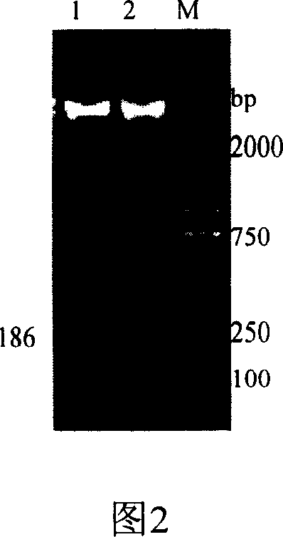 Medicine for promoting pigling growth and improving pigling immunity and preparing method thereof