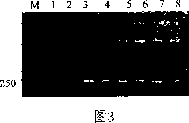 Medicine for promoting pigling growth and improving pigling immunity and preparing method thereof