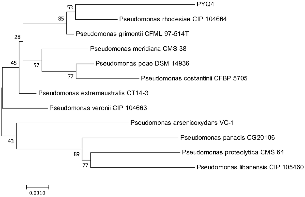 Pseudomonas rhodesiae PYQ4 for highly producing exopolysaccharide and preparation method and application of exopolysaccharide