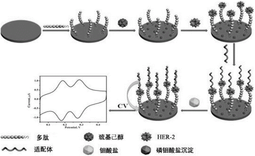 Method for detecting concentration of human epidermal growth factor receptor-2 (HER-2)