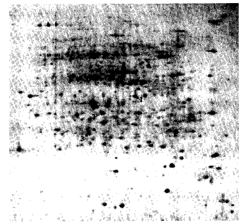 Dimensional electrophoresis method for total protein of jute root system