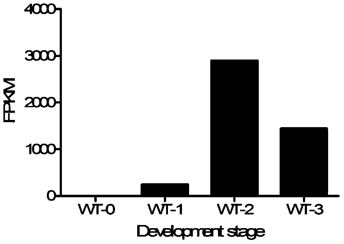 Identification and application of plant anther-specific expression promoter ptaasg036