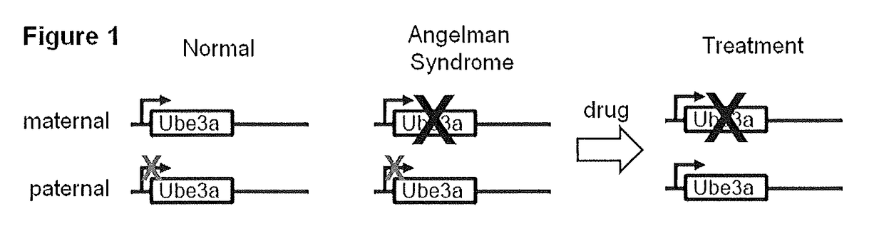 Methods and compositions for unsilencing imprinted genes