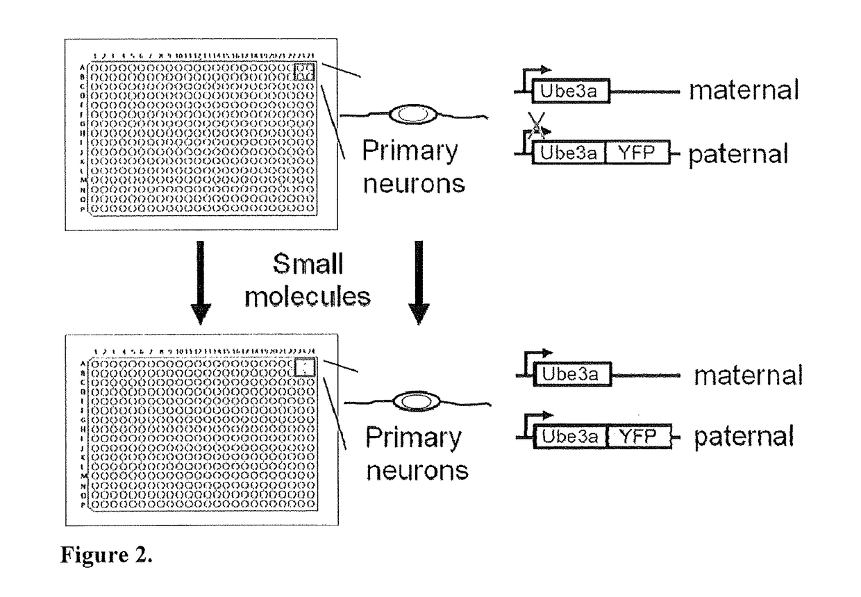 Methods and compositions for unsilencing imprinted genes