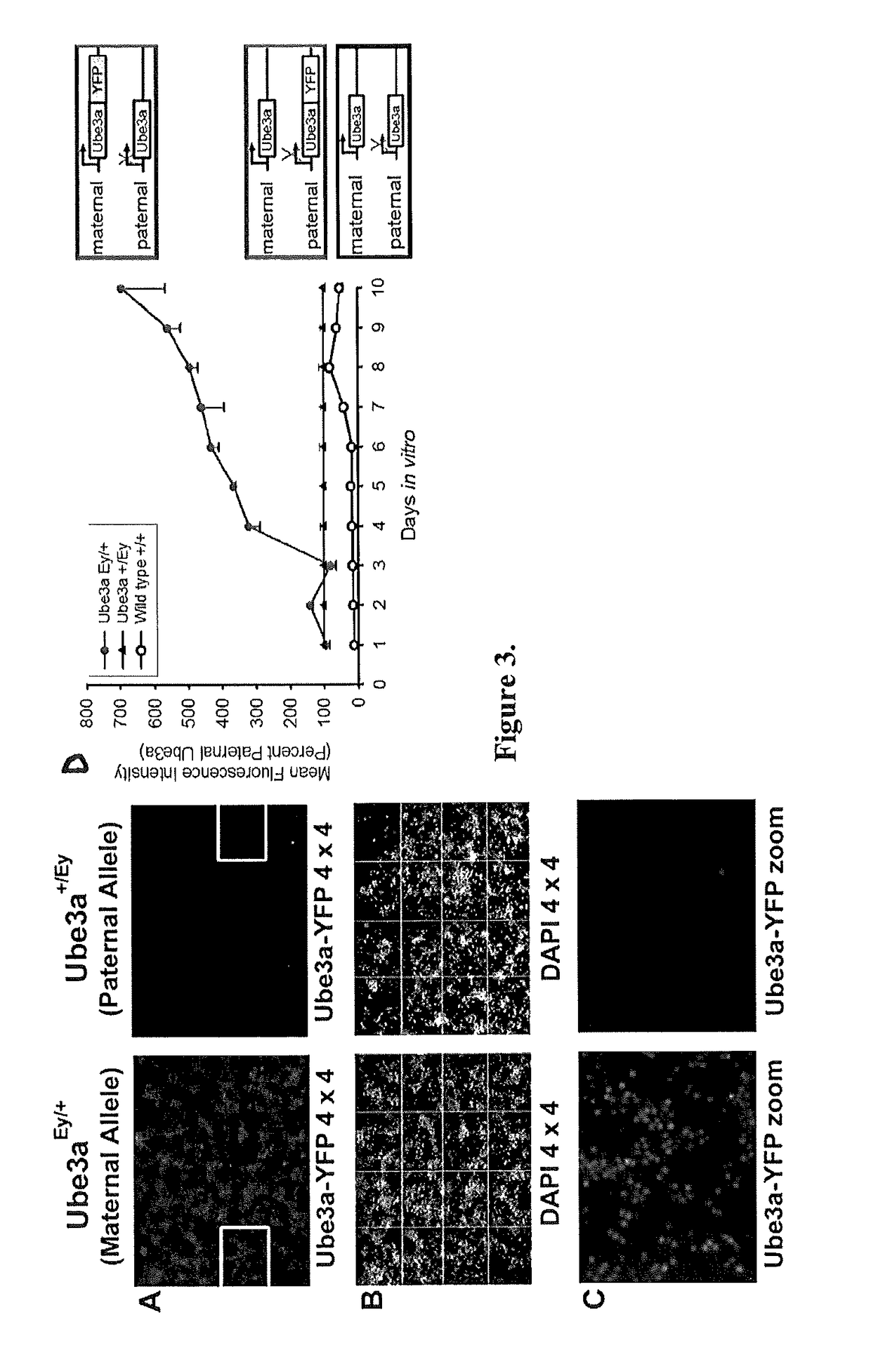 Methods and compositions for unsilencing imprinted genes