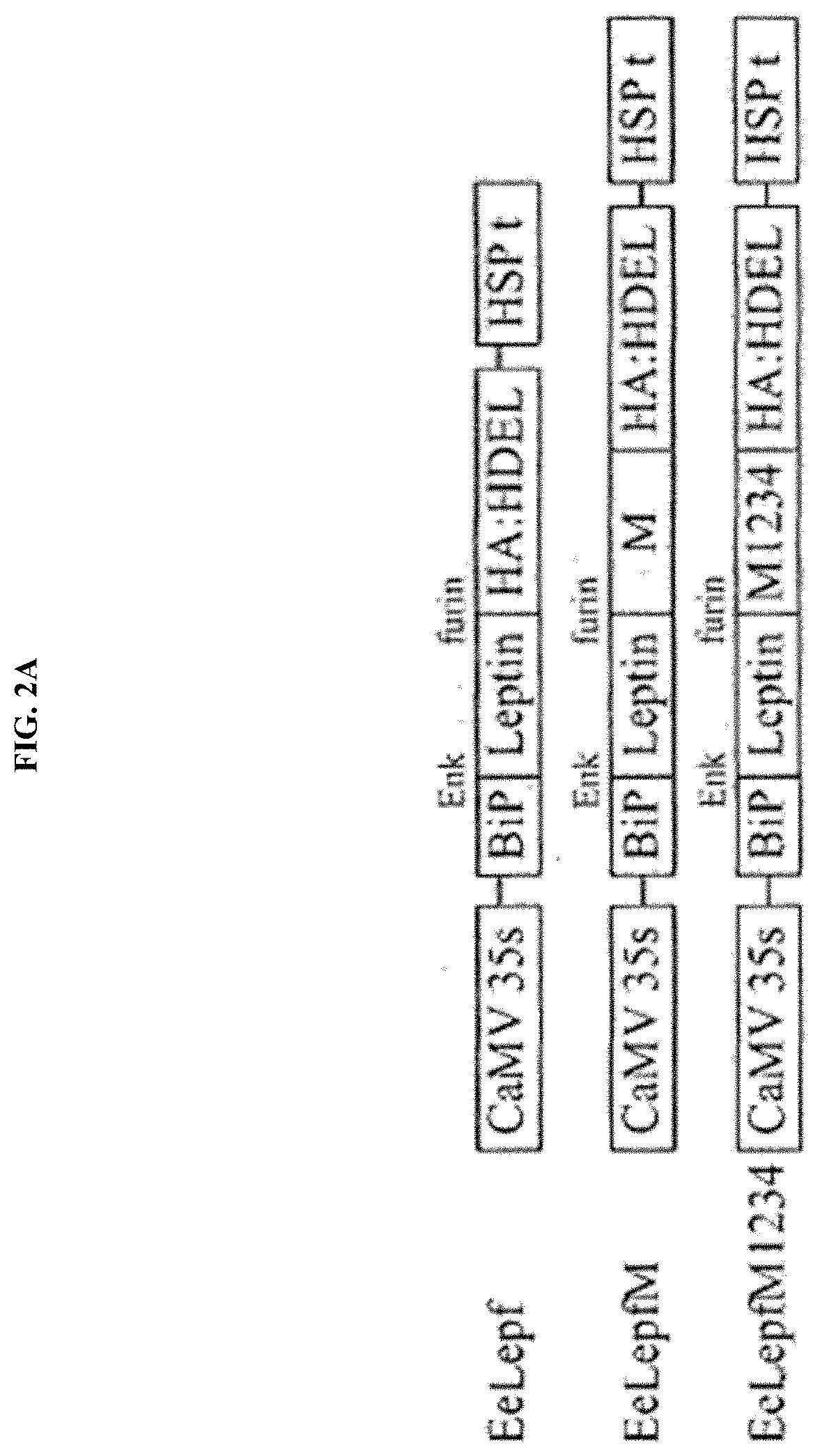 Recombinant vector for expressing target protein in plant cell