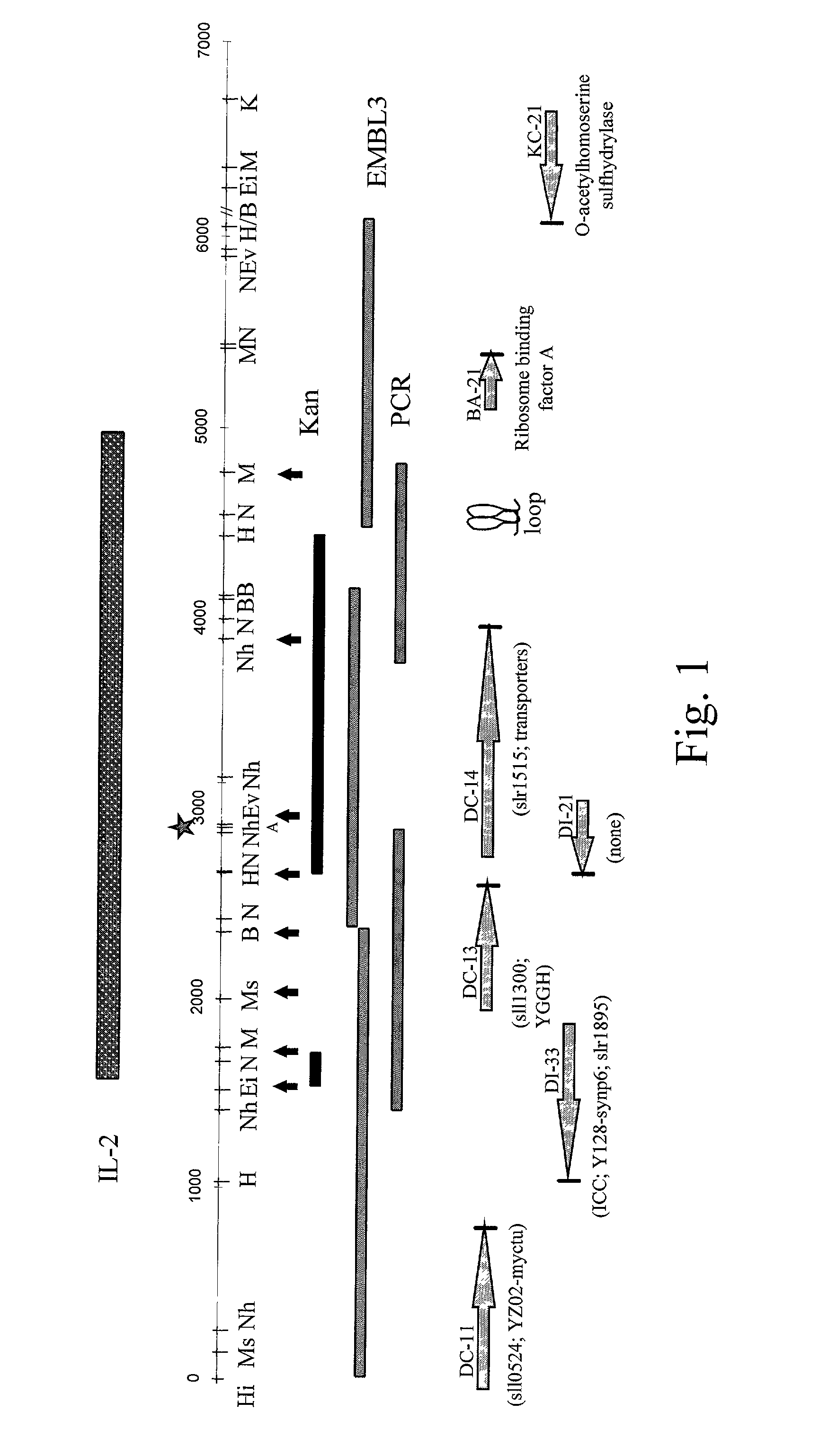 Enhancing inorganic carbon fixation by photosynthetic organisms