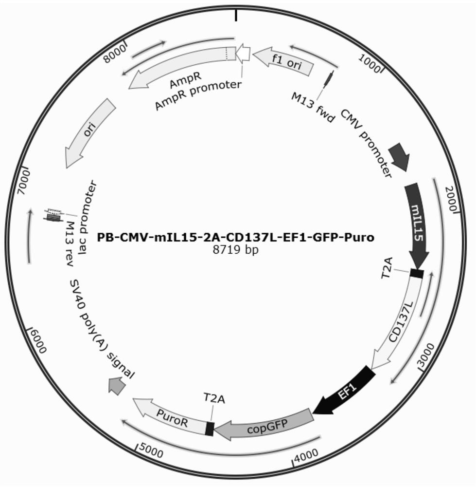 Culture method for simultaneously amplifying gamma delta T and NK