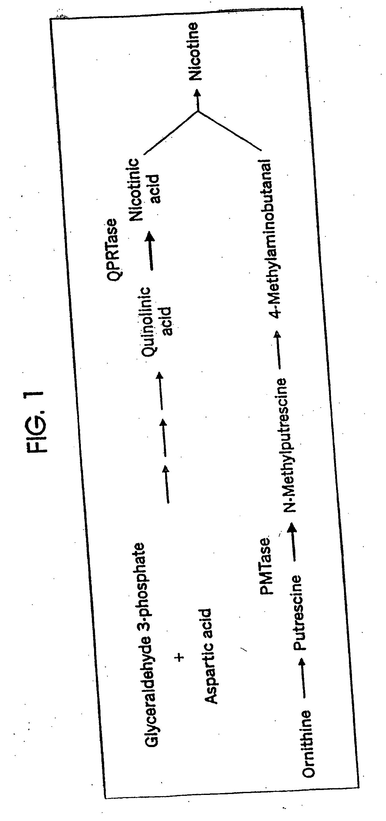 Modifying nicotine and nitrosamine levels in tobacco