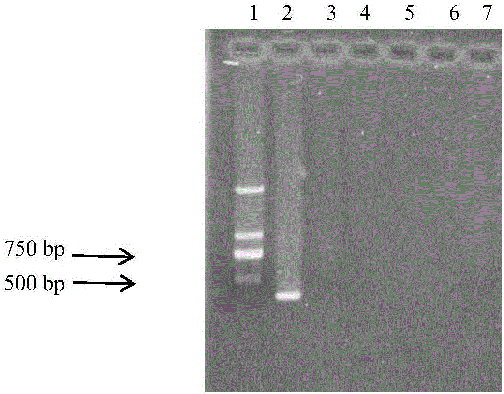 Rapid detection method for millet smut fungi