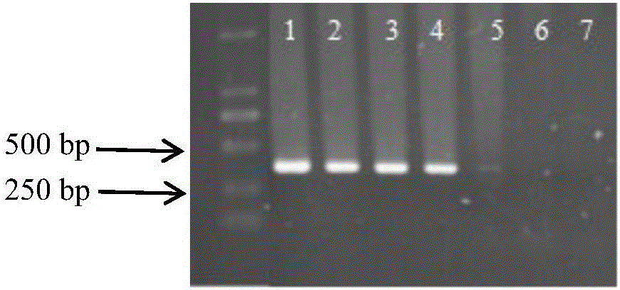 Rapid detection method for millet smut fungi