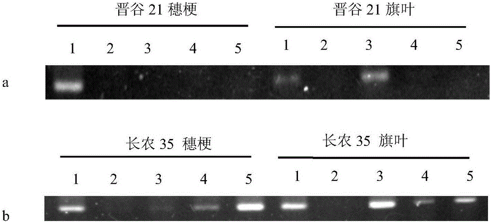 Rapid detection method for millet smut fungi