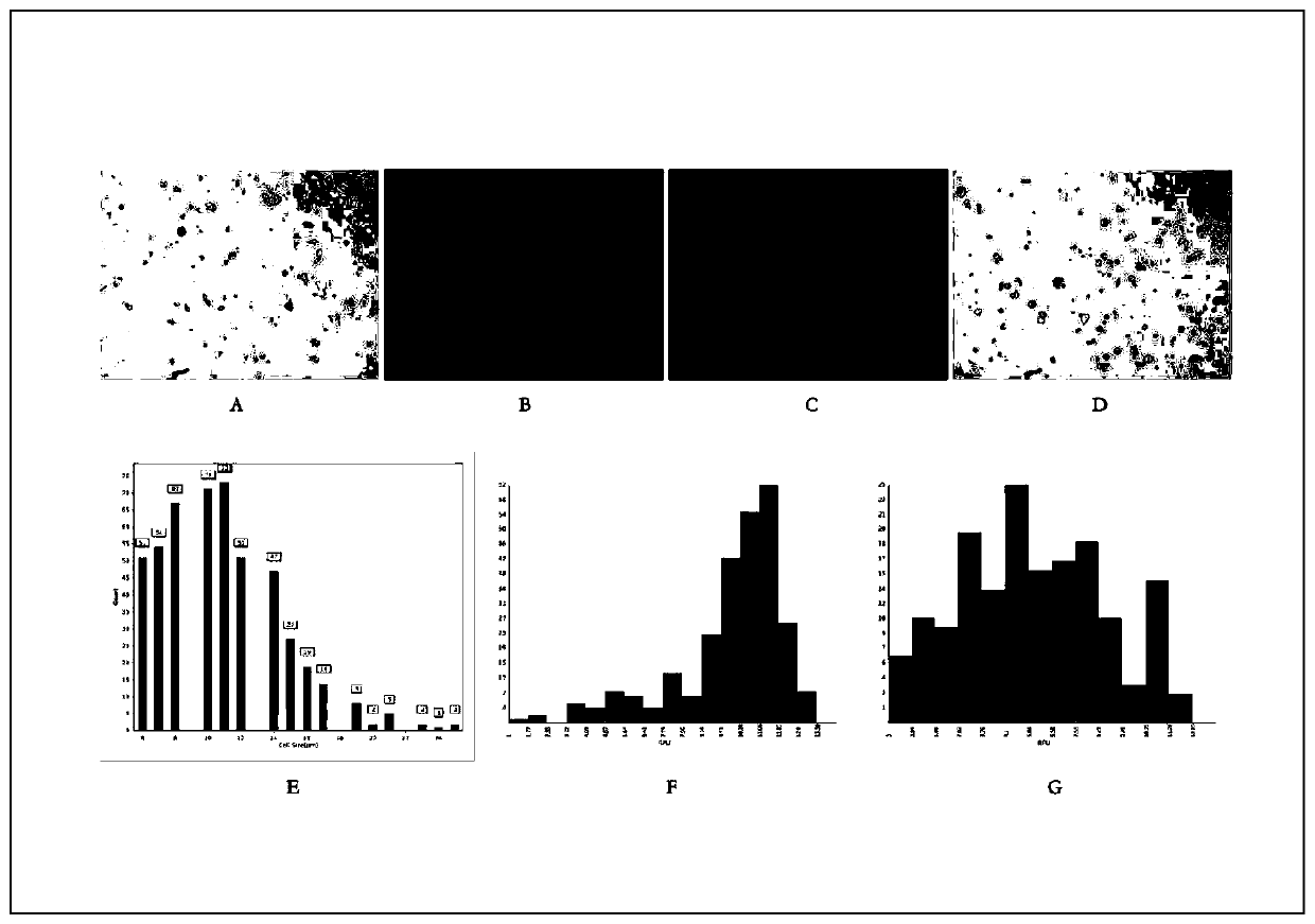 Method for preparing high-quality single-cell suspension by remarkably improving plaque digestion