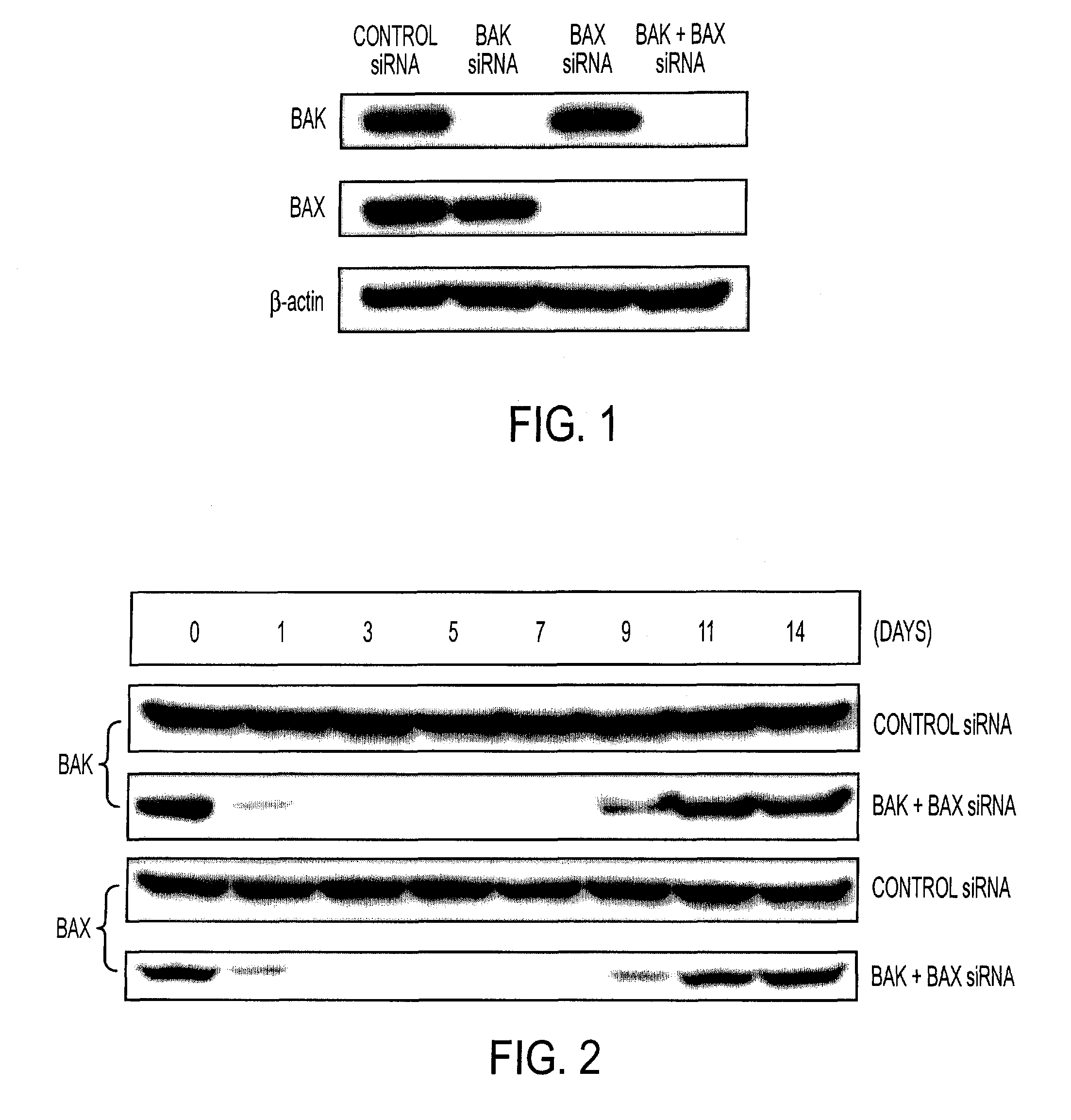 RNA interference that blocks expression of pro-apoptotic proteins potentiates immunity induced by DNA and transfected dendritic cell vaccines