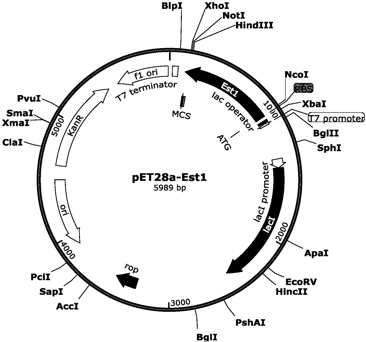 Esterase mutant and application thereof