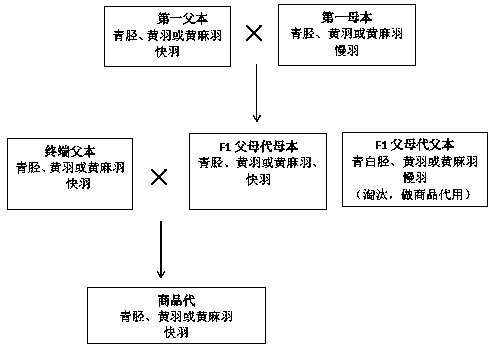 Hybrid seed production method of high uniformity yellow chicken complete set line suitable for chilled marketing