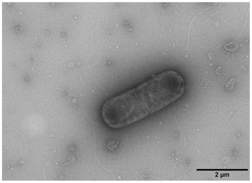 Bacillus siamensis, preparation method and usage thereof