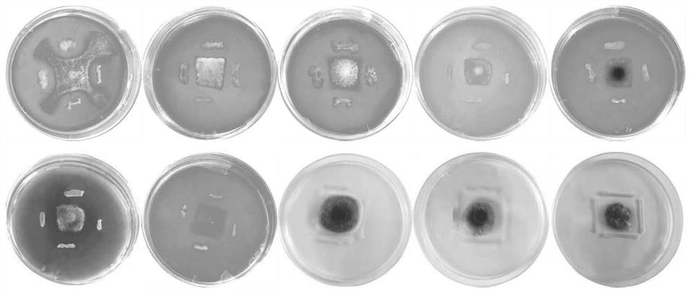 Anthurium andraeanum endophytic bacillus siamensis HZY-54 and application thereof