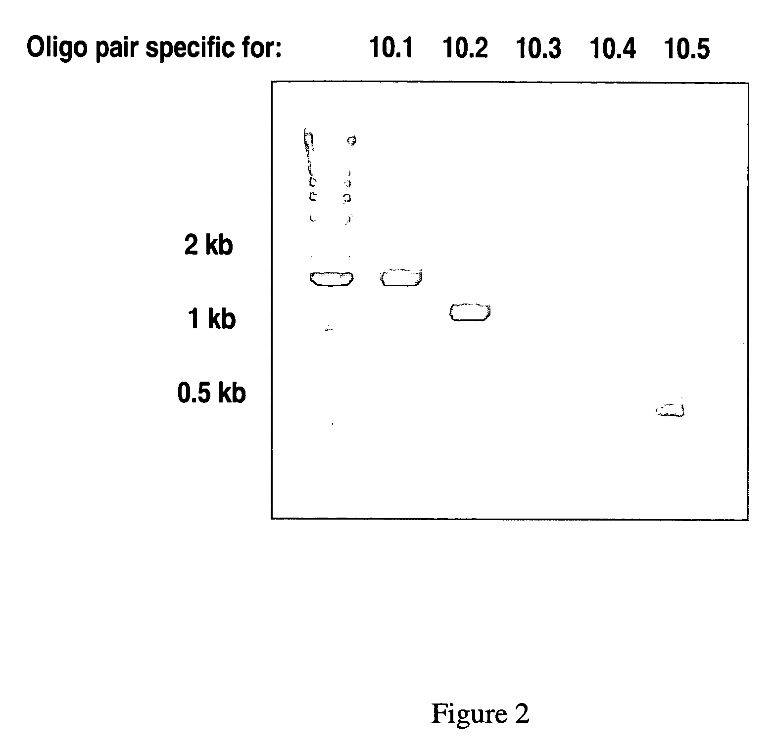 CNGH0010 specific polynucleotides, polypeptides, antibodies, compositions, methods and uses