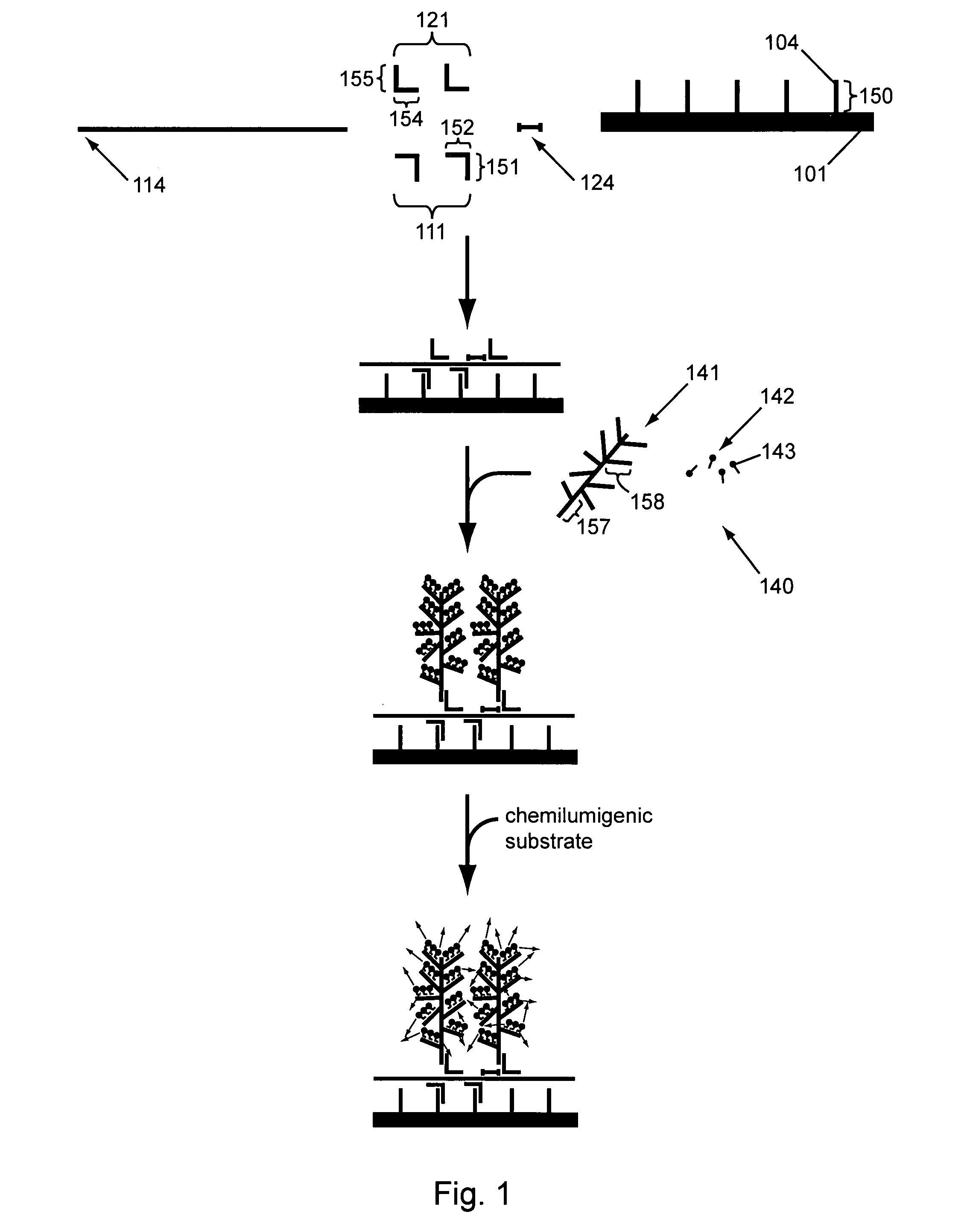 Two stage nucleic acid amplification using an amplification oligomer