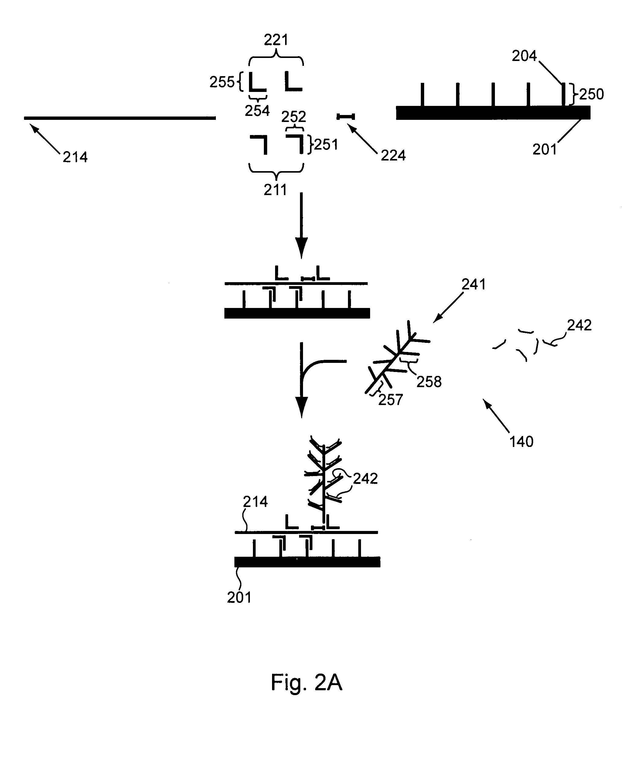 Two stage nucleic acid amplification using an amplification oligomer