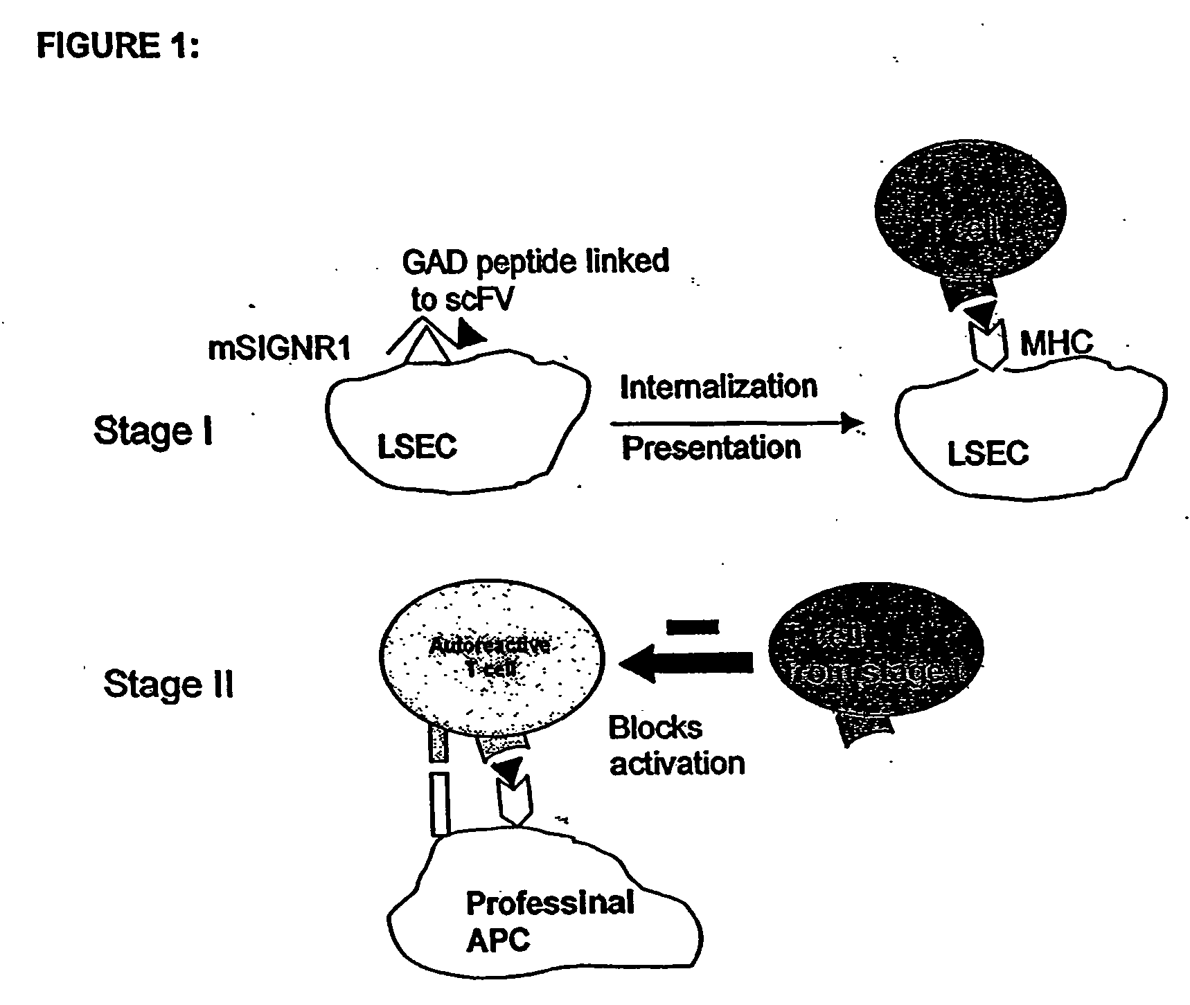 Method of treating autoimmune disease by inducing antigen presentation by tolerance inducing antigen presenting cells