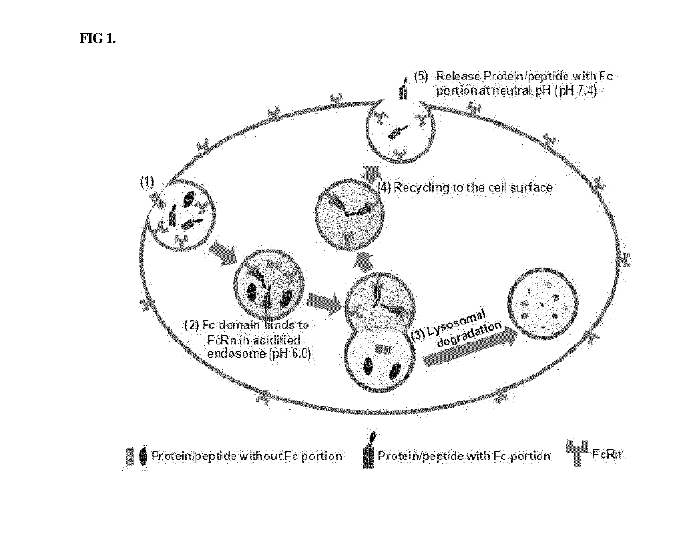 Immunoglobulin fc conjugate which maintains binding affinity of immunoglobulin fc fragment to fcrn