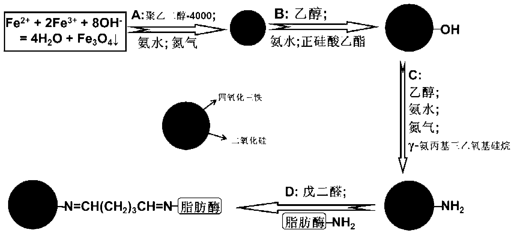 Immobilization method of Thermus lipase